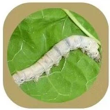 mulberry silk mulberry silk