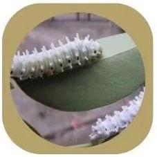 Castor silk Castor silk