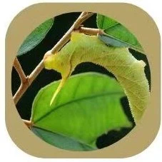 Cassava silk Cassava silk